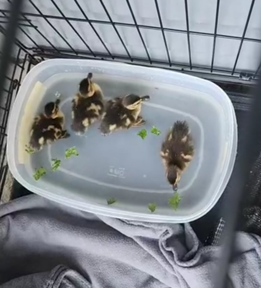 11U Rebels with the real save last night.
They rescued these 4 baby ducks. Not sure how to reflect that in their Gamechanger stats.