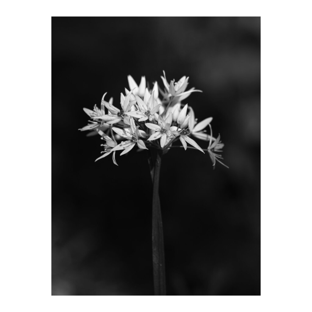 I'm going to miss the wild garlic when it's gone for the season.
______

#today #todayis #diary #calendar #photooftheday #lockdownproject

#nature #naturephotography #woodland #woodlandphotography #flower #flowerphotography #wildgarlic #Alliumursinum  #M… instagr.am/p/Csj-bm-KkQ1/