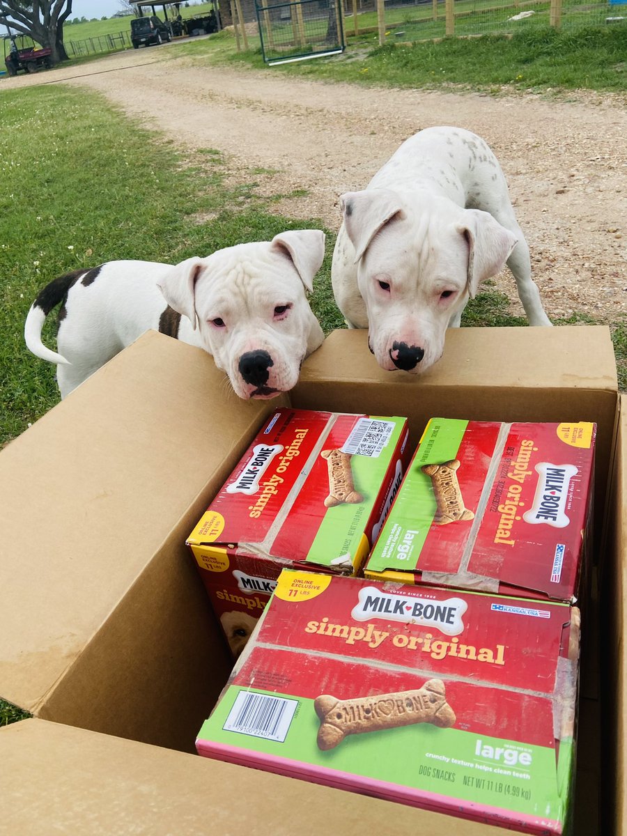 K9_Kelaroo's tweet photo. @MilkBone I have a couple of unpaid spokes-dogs for you. We have 19 rescue dogs and these two piglets are eating everyone’s Milk Bone’s. This Mom and Pup were dumped and pup almost died (parvo). They live for their #Milkbones now! 🐾❤️ #kelaroosruffranch #dog https://t.co/CunL4JN0Xc