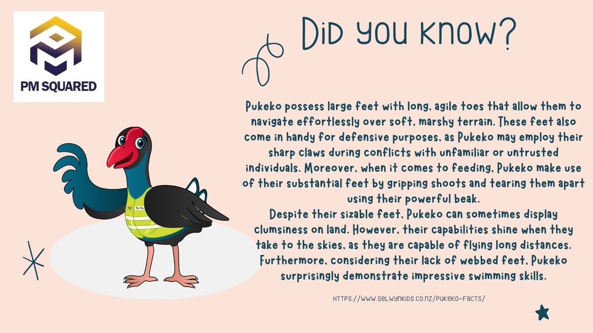 Introducing the charismatic Pukeko! 🦩🌿 

Get ready to learn some incredible facts about these fascinating birds. Also known as the 'swamp hen' or 'purple swamphen,' Pukekos are found in wetland areas across New Zealand and Australia.

#PukekoPride #WetlandWonders #Australia
