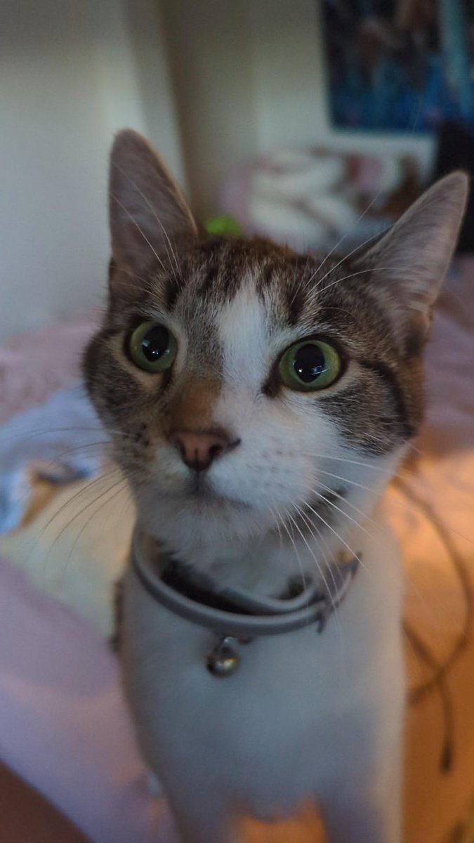 Snickers wants chin scratches #animalportrait