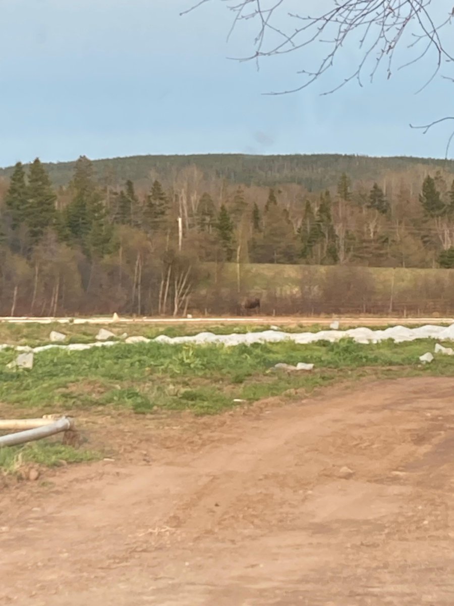 wrightbees's tweet photo. Farm challenges!That brown dot in the middle is a bull moose that has been in and out of the farm today He’s munching on strawberry plants that would bloom soon to give you berries this summer. Unfortunately he got your snack! Wildlife officers are on their way back to assist. https://t.co/45bz9imhaj