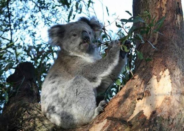 The Koala I saw in my tree this morning! Australia, New south Wales. #goodvibes