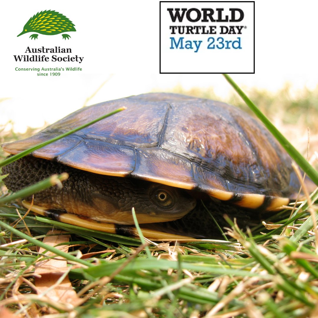 AustralianWild2's tweet photo. Come out of your shell and celebrate World Turtle Day! Learn how you can help conserve turtles: https://t.co/z66aN5Ci9c
#WorldTurtleDay #AustralianWildlifeSociety #WildlifeConservation #AustralianWildlife #conservation #wildlife #Australia #FreshwaterTurtle #TurtleSat https://t.co/aE0r67oxQM