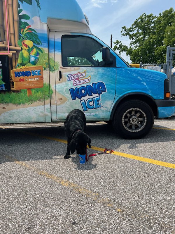 Mister_Diggle's tweet photo. Loved hanging with my humans today at the year attendance incentive @LocklandLocal and enjoying some yummy @KONAICE on this beautiful sunny day!! #diggledog #iloveice #ilovemyhumans #pantherpride #shavedice #theyearisalmostover #trustmeitwasjustice https://t.co/Uup1PyQhHw