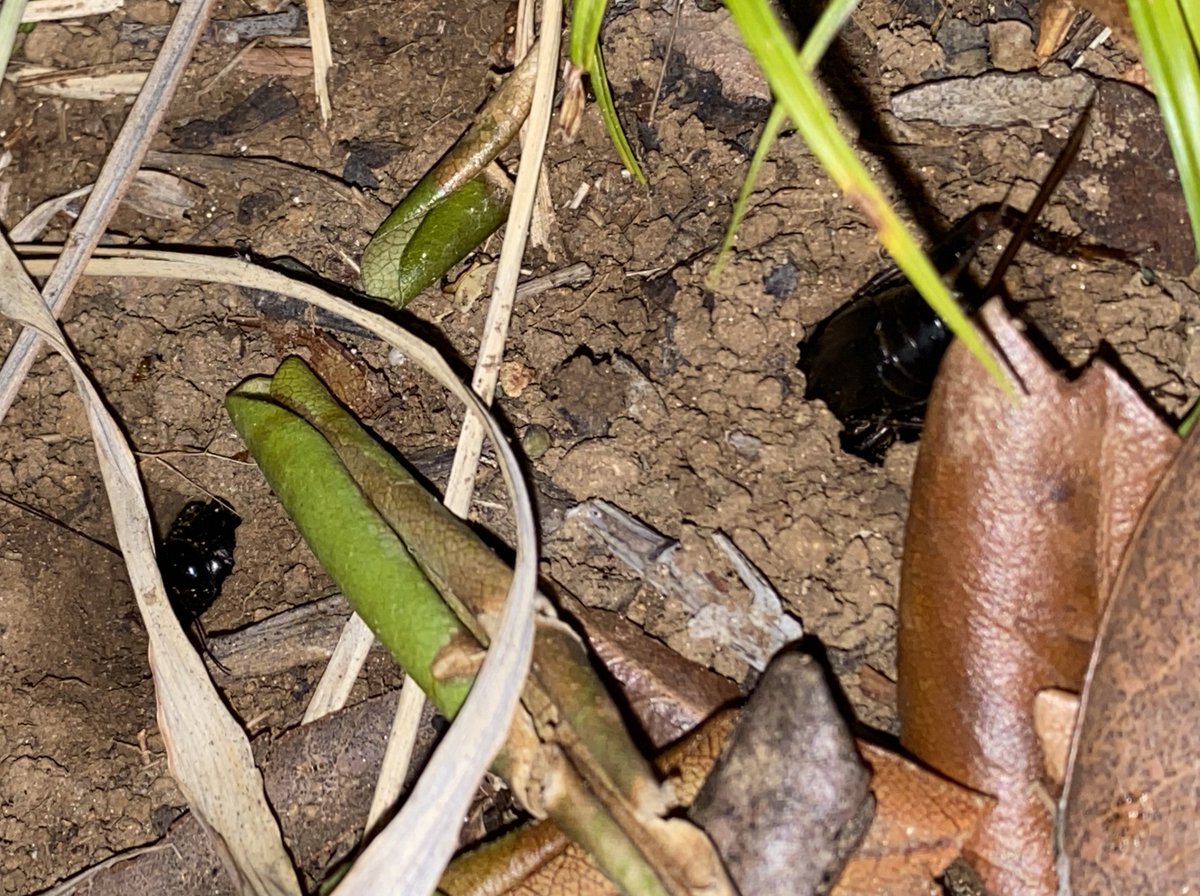 すげえ胴長の個体いた
地中の部分は見えないが10cmくらいあるんじゃなかろうか