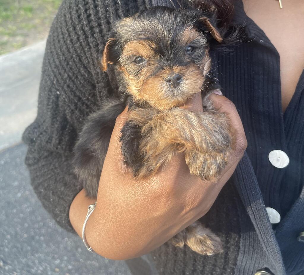 CuteYorkiesPics's tweet photo. Our 3rd puppy. Say hello to Hunter 🙂 #yorkies #dogsoftwitter #cute https://t.co/1o9mP7wJ0p