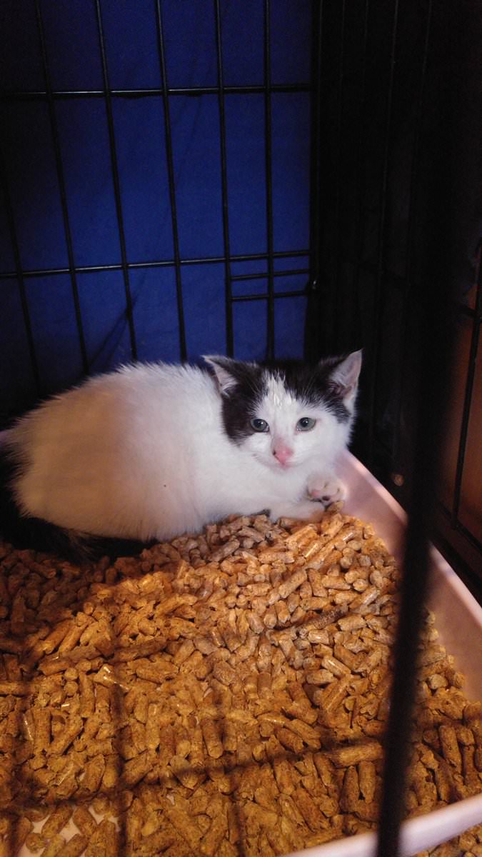 Kattavernd (@kattavernd) on Twitter photo 