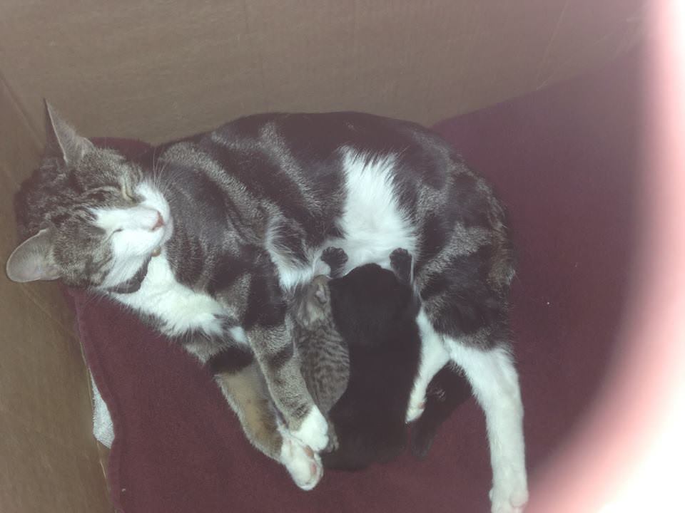 Kattavernd (@kattavernd) on Twitter photo 