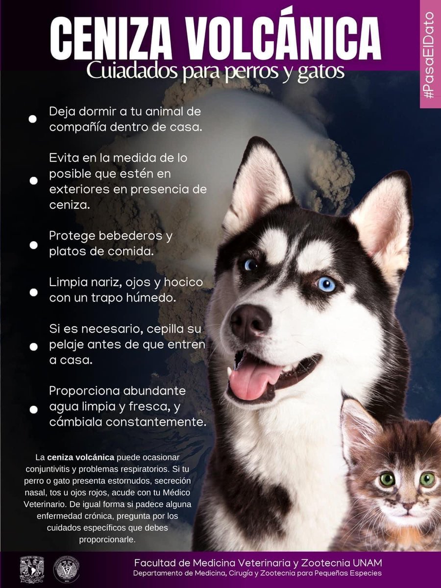 ¡Atención #Puebla y zonas aledañas! ⚠️ Si tienes animales de compañía, considera estas indicaciones 🐱🐶🌋 ¡No olviden a los animalitos de otras especies por favor! 😔 #DonGoyo #Popocatepetl #CenizaVolcanica #Ceniza #AmarilloFase3 #Perro #Gato
