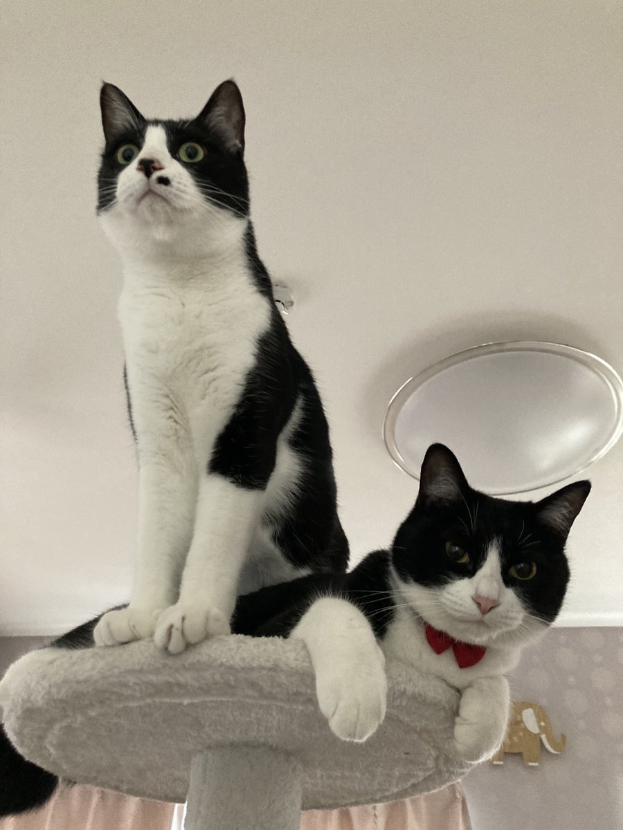 neve832225's tweet photo. なんのポーズ？

#猫好きさんと繋がりたい #ねこ
#猫のいる暮らし #猫のいる幸せ

\    朝の7時からキマってるぜ！  / https://t.co/tKC3cmfGUb