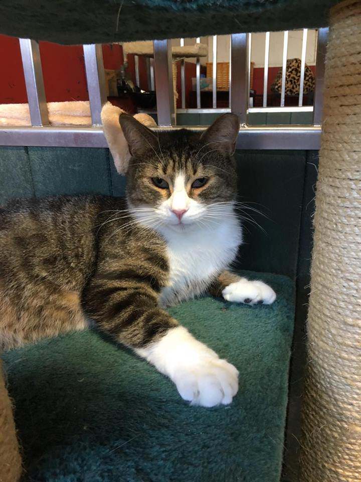 Kíktu á þetta: x.com/Kattavernd/sta…