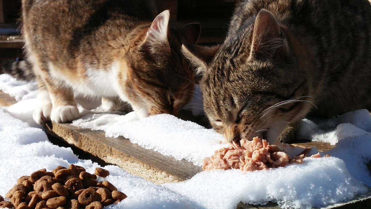 Kíktu á þetta: x.com/Kattavernd/sta…