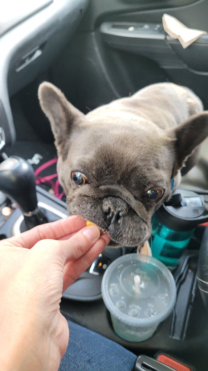 When you've had to spend a LOT of time with mom in the car during showings, and you've been VERY good dogs, you get drive-through beefs. @TheTattooedProf