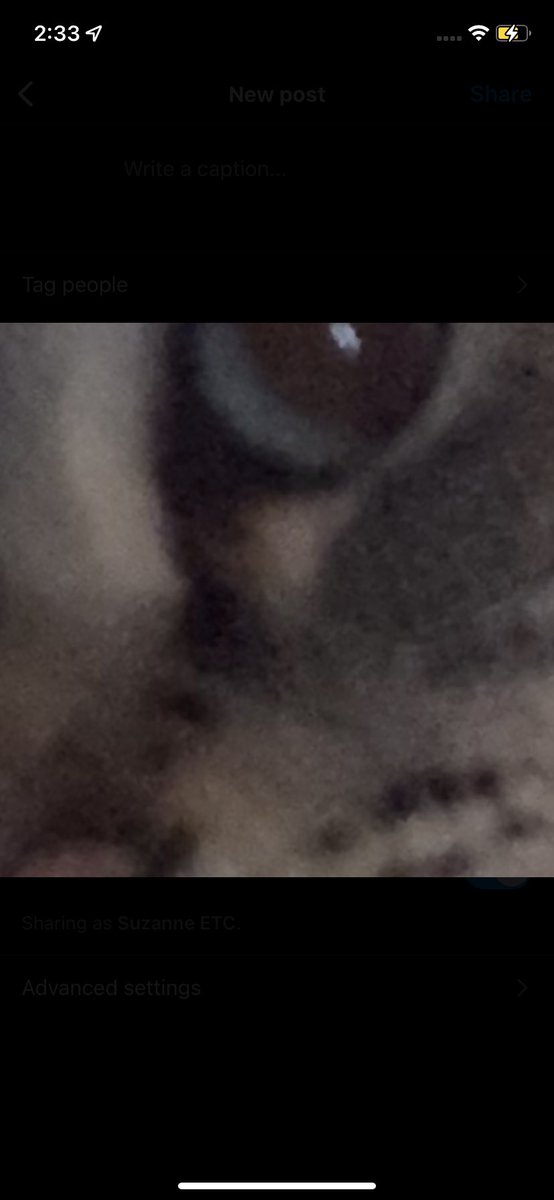 suzanne_etc's tweet photo. my liger is so cute https://t.co/O0NeA9QbDp