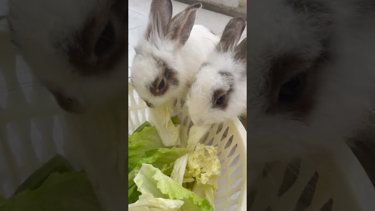 12 #Cute Baby Rabbits Playing,Feeding Activities Bunny Rabbit Baby Rabbits rabbitvideos.com/107268/12-cute… #BabyBunny #BabyRabbit #CuteBabyBunny #CuteBabyRabbit #CuteBunny #CuteRabbit