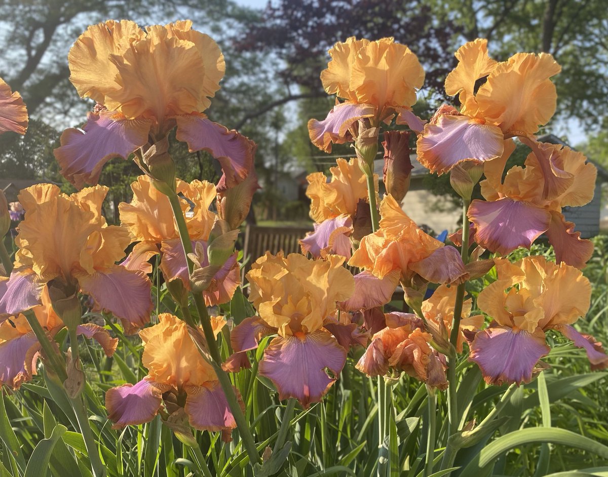 The iris continue enjoying the cool spring weather and I continue enjoying the iris.  This beauty is “Grand Canyon Sunset.”  #iris #flower #flowerphotography #beauty #perennial #irisflower #gardenphotograohy