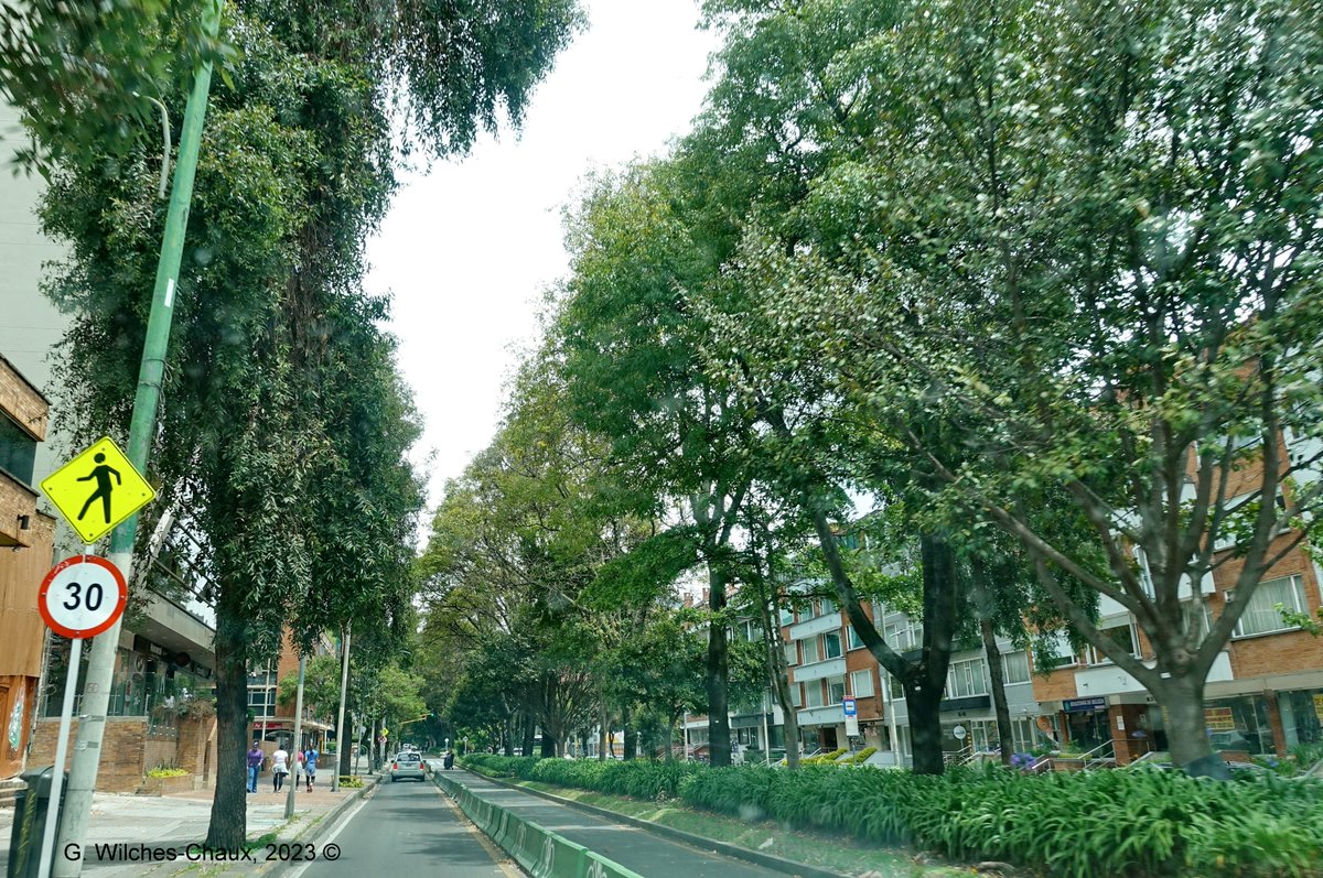wilcheschaux's tweet photo. Hoy más que nunca los árboles son necesarios para amortiguar el impacto de la #CrisisClimática y para la Salud Ambiental, Física y Emocional
INDISPENSABLE poner cuanto esté al alcance para proteger el Patrimonio Natural y Cultural de Bogotá @ClaudiaLopez @colinita @susanamuhamad https://t.co/TOKPo4tGgQ