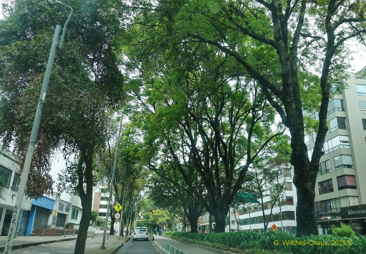 wilcheschaux's tweet photo. Hoy más que nunca los árboles son necesarios para amortiguar el impacto de la #CrisisClimática y para la Salud Ambiental, Física y Emocional
INDISPENSABLE poner cuanto esté al alcance para proteger el Patrimonio Natural y Cultural de Bogotá @ClaudiaLopez @colinita @susanamuhamad https://t.co/TOKPo4tGgQ