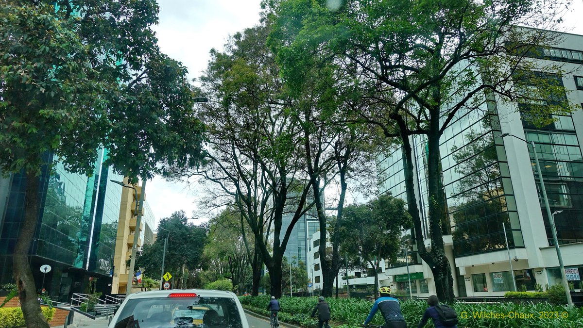 wilcheschaux's tweet photo. Hoy más que nunca los árboles son necesarios para amortiguar el impacto de la #CrisisClimática y para la Salud Ambiental, Física y Emocional
INDISPENSABLE poner cuanto esté al alcance para proteger el Patrimonio Natural y Cultural de Bogotá @ClaudiaLopez @colinita @susanamuhamad https://t.co/TOKPo4tGgQ