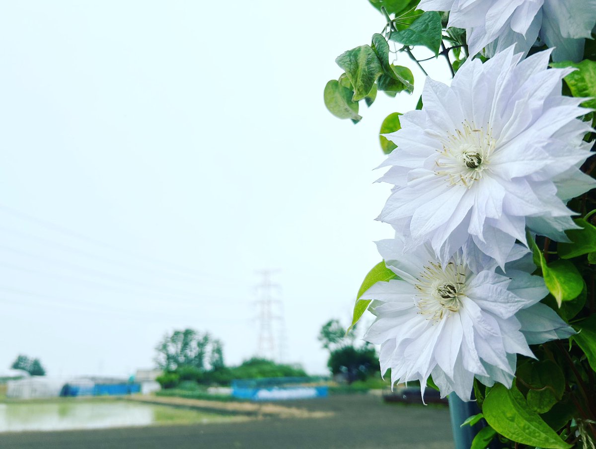 おはようございます！ 5/23（火）新発田は☂️です ここ最近は暑かったので、涼しく感じて☂️も良いですね😊 以前は📷風景鉄塔ブームでしたが、最近はお花が綺麗なので📷 今日も1日頑張りましょう💪