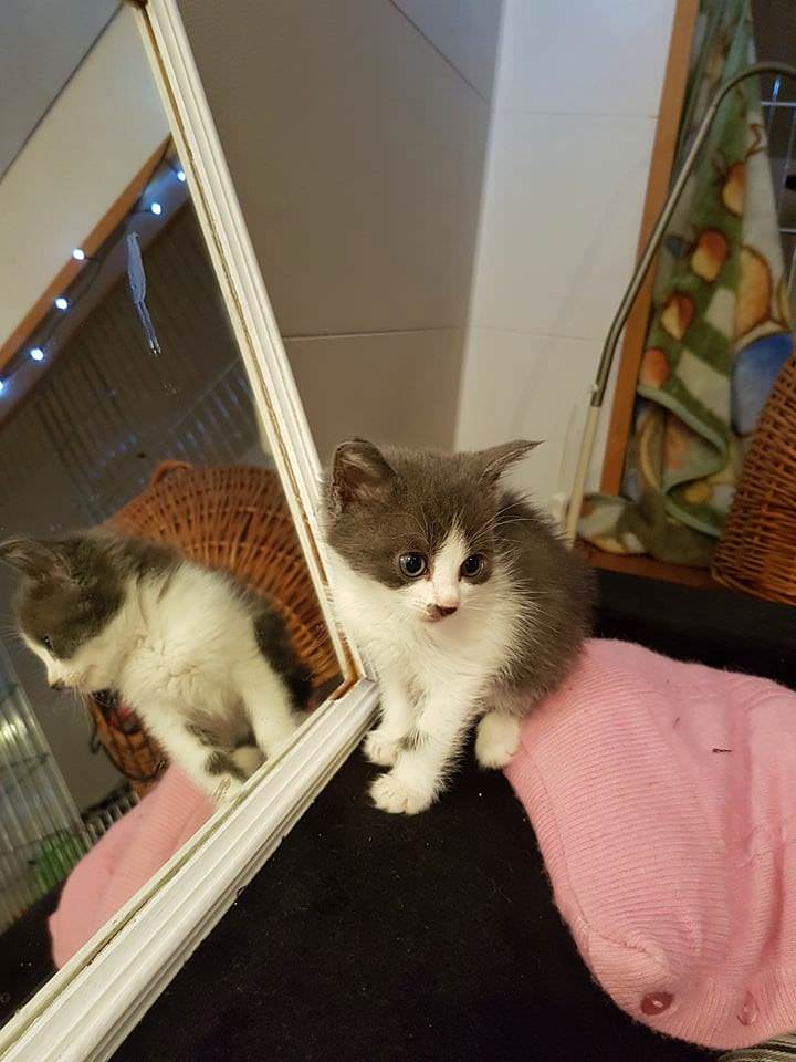 Kíktu á þetta: x.com/Kattavernd/sta…