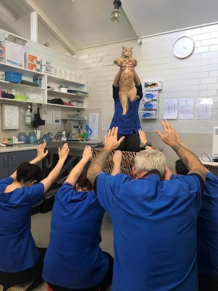 ShouldHaveCat's tweet image.