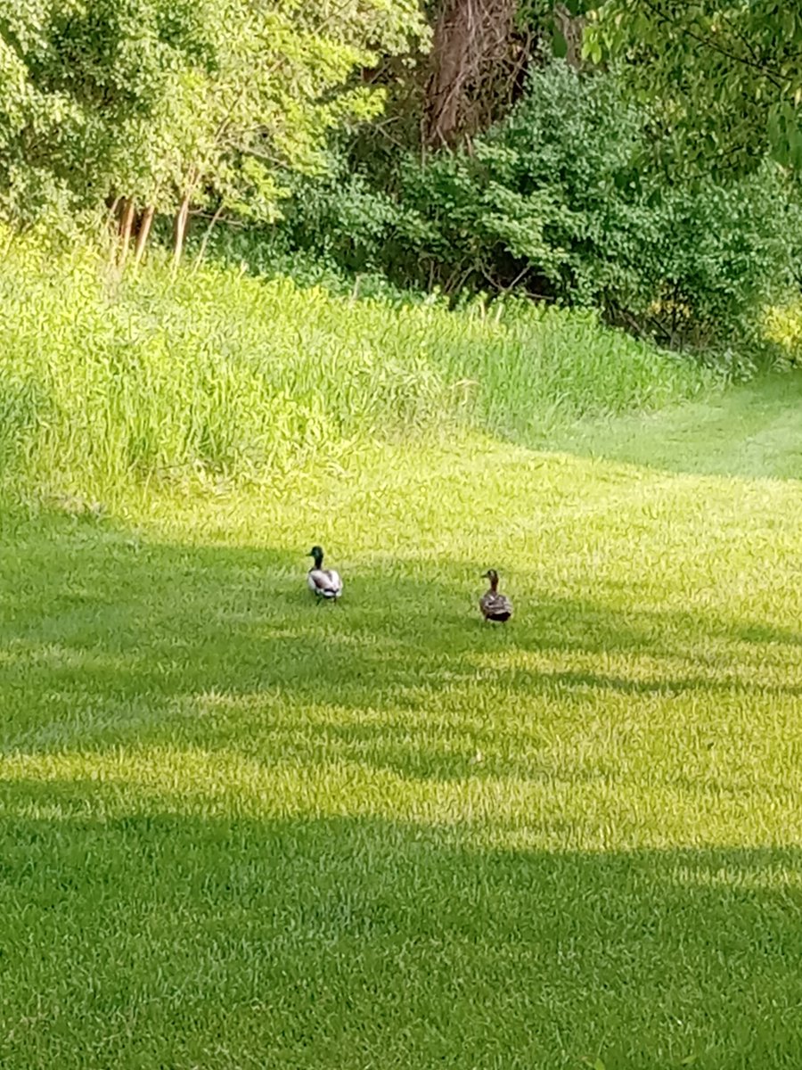 I had visitors ALL day long today! 💞 hope they come back! ❤️ #Love4Life #Ducks