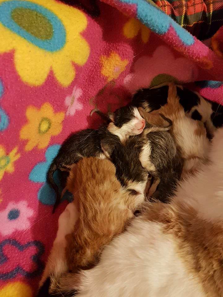 Kattavernd (@kattavernd) on Twitter photo 