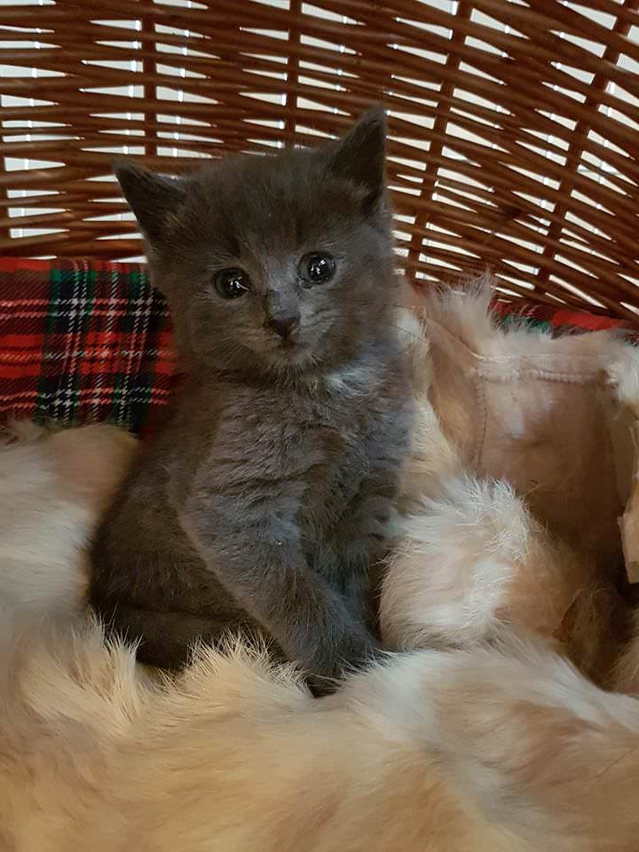 Kíktu á þetta: x.com/Kattavernd/sta…