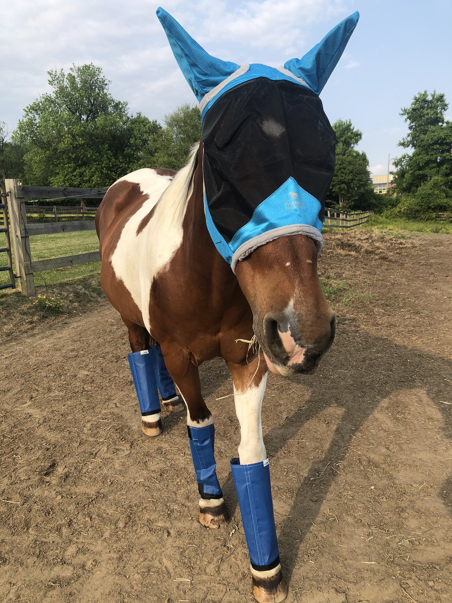 Mistystar15's tweet photo. Picasso rocking his new fly boots and fly masks 💙 #horses #equestrian #flyboots #flymask https://t.co/XfYYh0Ezw6