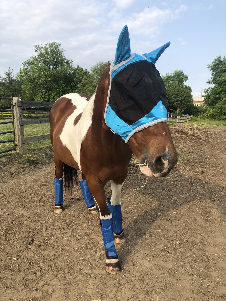 Mistystar15's tweet photo. Picasso rocking his new fly boots and fly masks 💙 #horses #equestrian #flyboots #flymask https://t.co/XfYYh0Ezw6