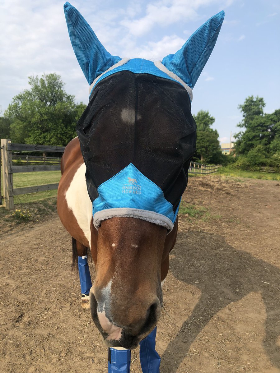 Mistystar15's tweet photo. Picasso rocking his new fly boots and fly masks 💙 #horses #equestrian #flyboots #flymask https://t.co/XfYYh0Ezw6