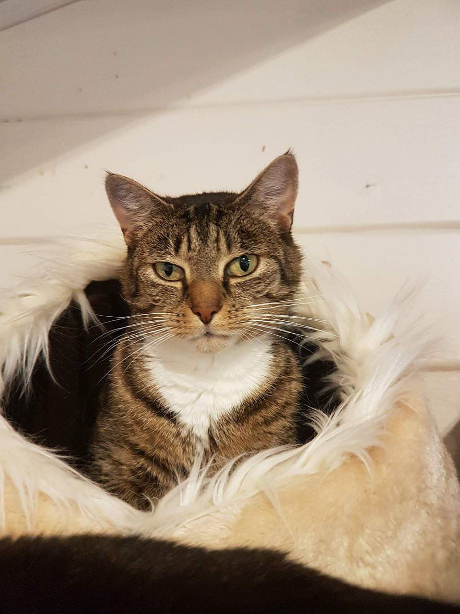 Kíktu á þetta: x.com/Kattavernd/sta…