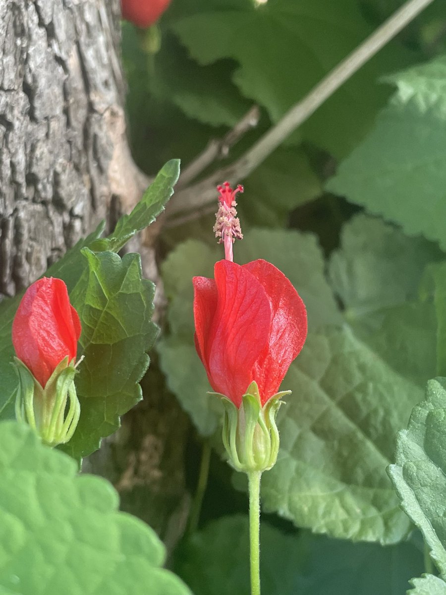 Meagan Butler, LPC tweet media