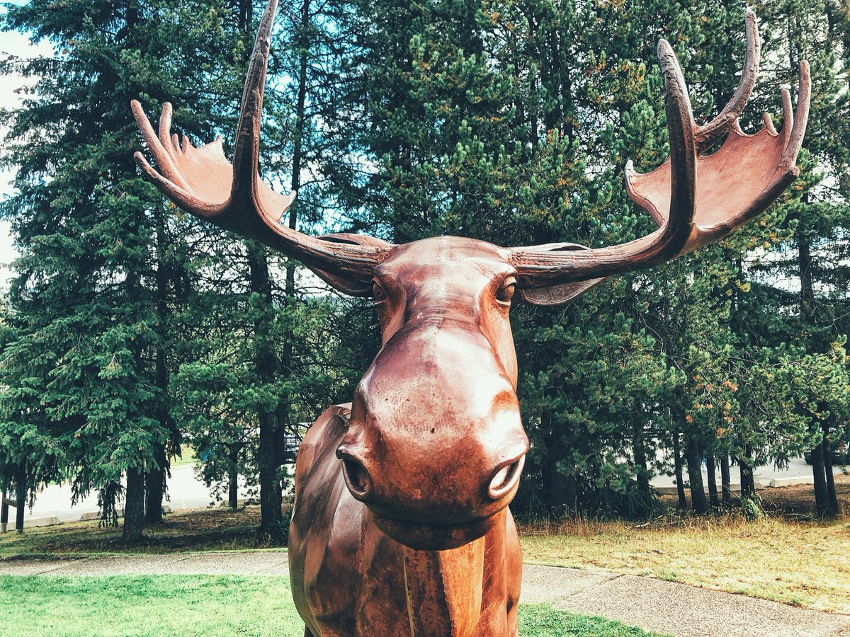 Happy Victoria Day, from Jerry the Moose!
Have a safe long weekend.

Photo: Stef Poisson