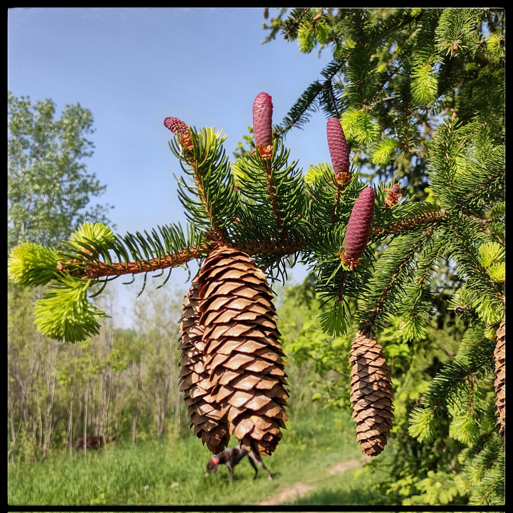 Bob St.Pierre on X: PINE CONE PONDERING Tonight's dog run left me  considering the variety of ways plants spread their seed. From pine cones  to maple helicopters to oak acorns to milkweed