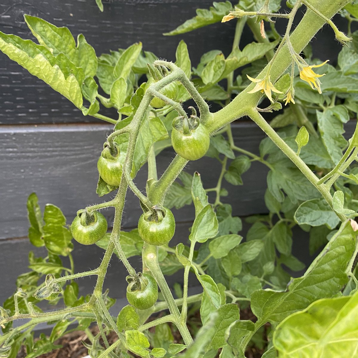 Bzzz_coding's tweet image. Taking a pomodoro 🍅 break from programming
