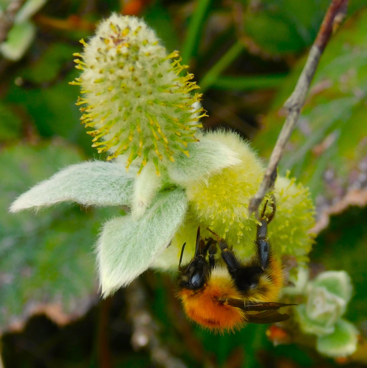 Great Yellow #bumblebee #Castletown #Scotland 2023 #bees