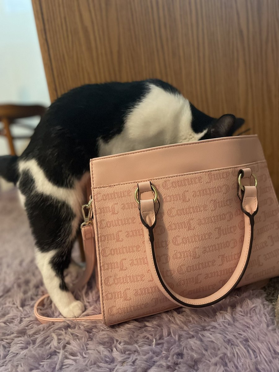 princess_sticky's tweet photo. me looking for my fux to give 😎👛 #captainsticky #oftheidgafwars https://t.co/P4N9FqYh7q