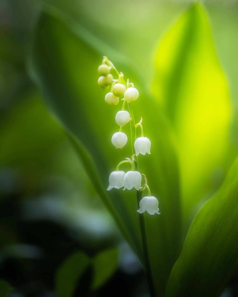 Lily of the Valley!
.
I spent Saturday morning amongst these little guys in my backyard. Love this time of year! Which one is your fav?
.
.
.
.
.
#tree_magic #nature_brilliance #nature_brilliance_flowers #planetearth #flowermagic #dof_nature #naturecaptu… instagr.am/p/CskCh60O9e0/