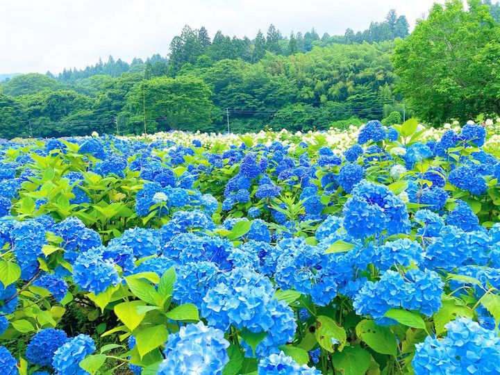 Hot_spring_cat's tweet photo. retrip_news: 雨降るみちのくを紫陽花旅。東北の“絶景あじさいスポット”11選❤️ https://t.co/QU5gGNvdYk https://t.co/hsWxQZEj4x