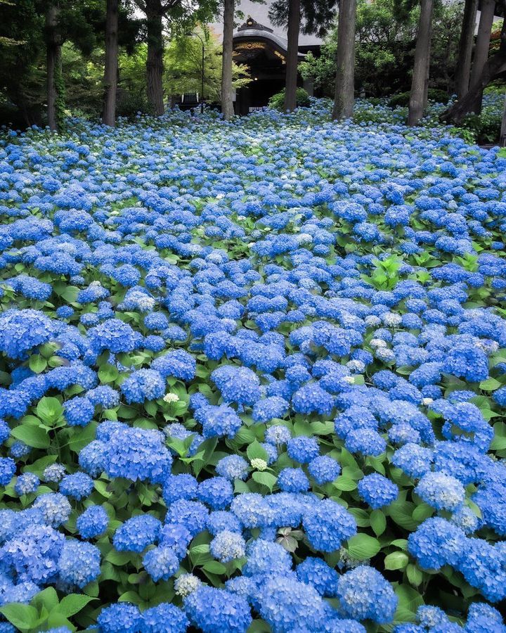 Hot_spring_cat's tweet photo. retrip_news: 雨降るみちのくを紫陽花旅。東北の“絶景あじさいスポット”11選❤️ https://t.co/QU5gGNvdYk https://t.co/hsWxQZEj4x