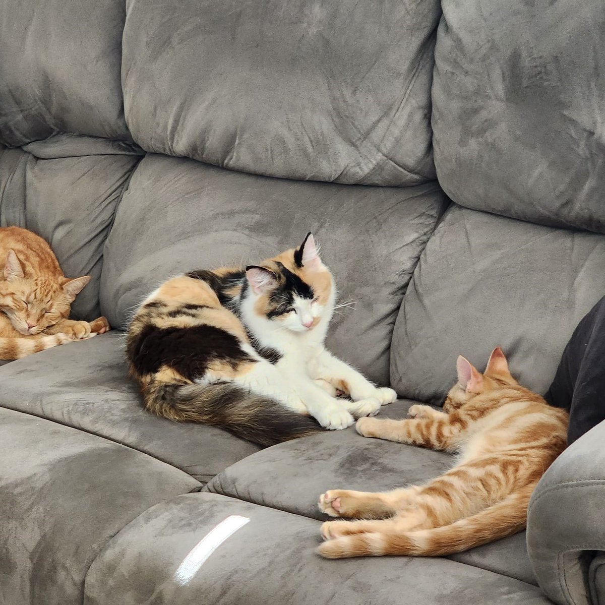 IFRcats's tweet photo. Celia &amp; Cedric - mama and baby content (for now) in their foster home. We hope they find their forever home soon. 🧡

#IFRCedric
#IFRCelia https://t.co/iNwpwWJRXL