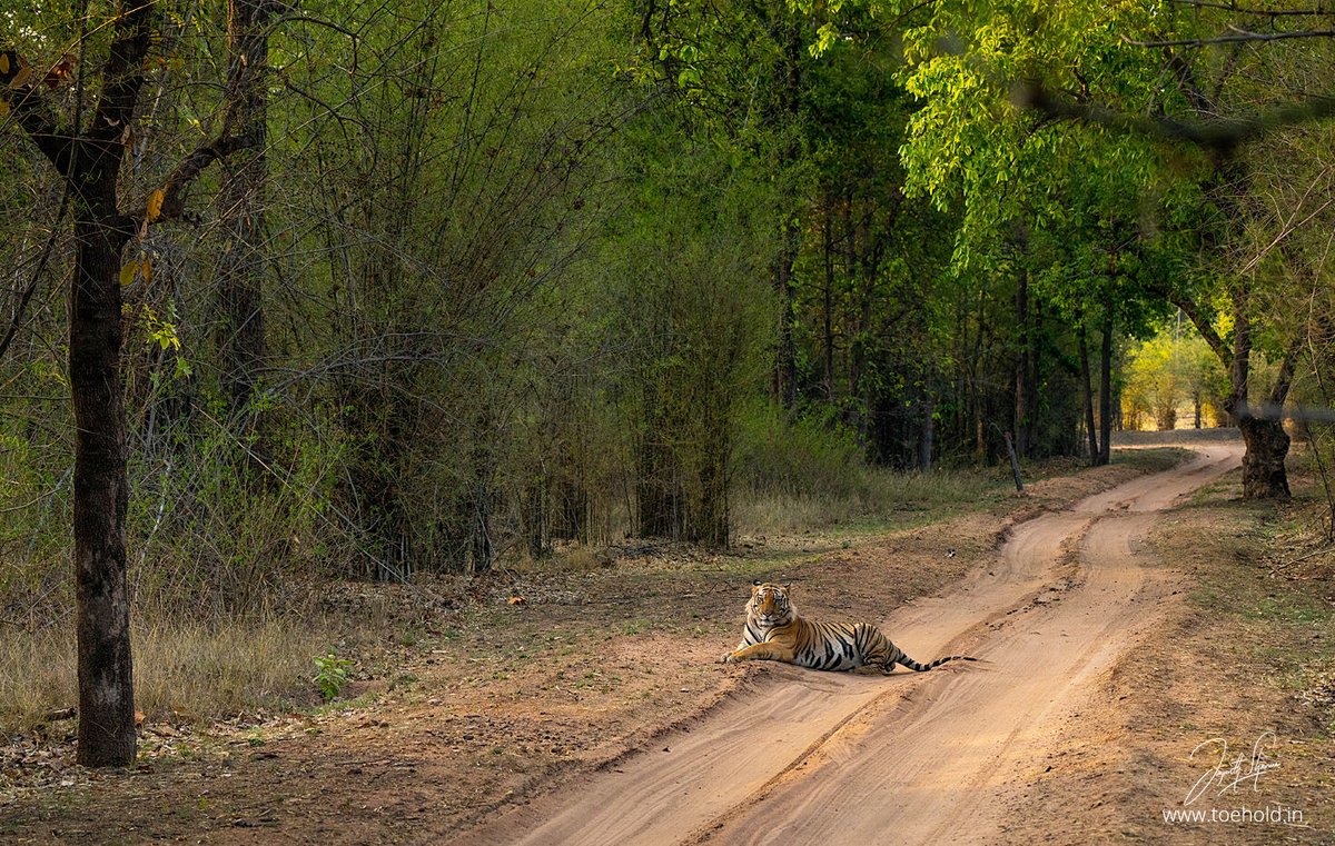 While most Tigers are gorgeous, some ensure you cant take your eyes off them. Here is an young male from #Bandhavgarh. The same guy who tried to hunt down cattle day before yesterday. This picture was shot a few minutes before that drama unfolded.

#ToeholdPhotoTravel
