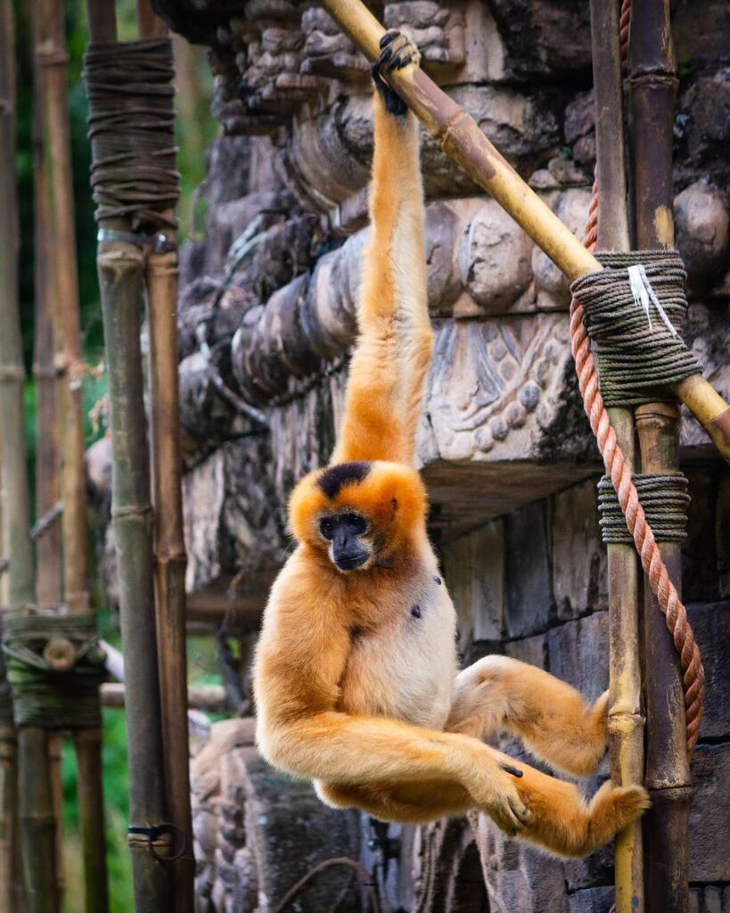 Monkeying around.
.
.
.
#monkey #animalkingdom #wildlife #wildlifephotography #mondaymood #mondayvibes #waltdisneyworld #disneyparks #disneyside #disneylover #disneyaddict #disneygrammers #disneygram #disneyphotography #disneyphotopros instagr.am/p/CskJL0aPlXD/
