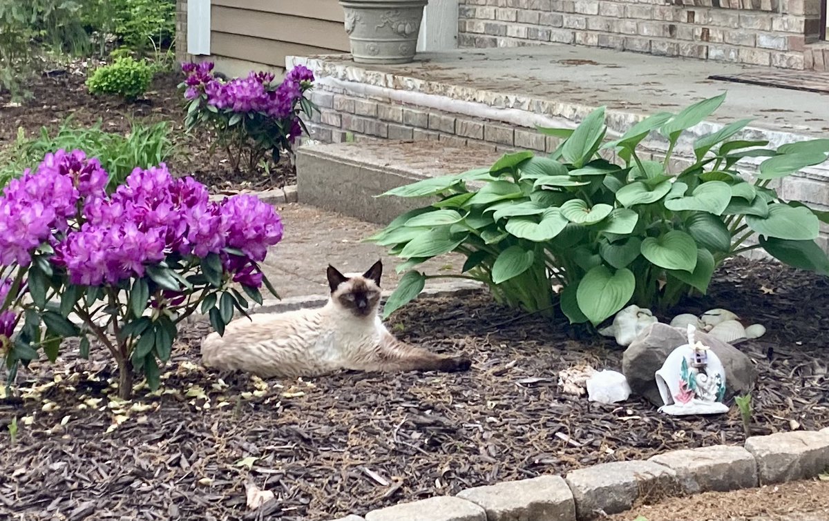 Need help identifying this invasive species in my yard.