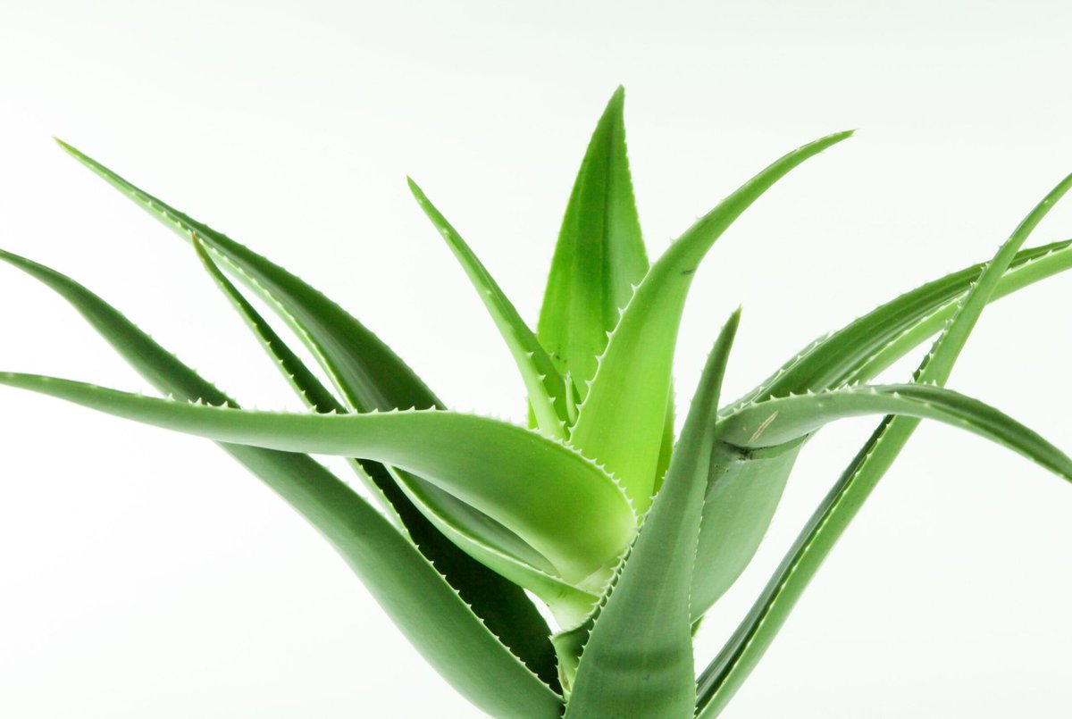 Indoor plants can enhance the beauty of any space while also serving as natural air purifiers. Whether you have a small apartment, a large house, or an office space, there is always room to add a few indoor plants. #aloevera #bestindoorplants

yousometimes.com/4-from-aloe-ve…