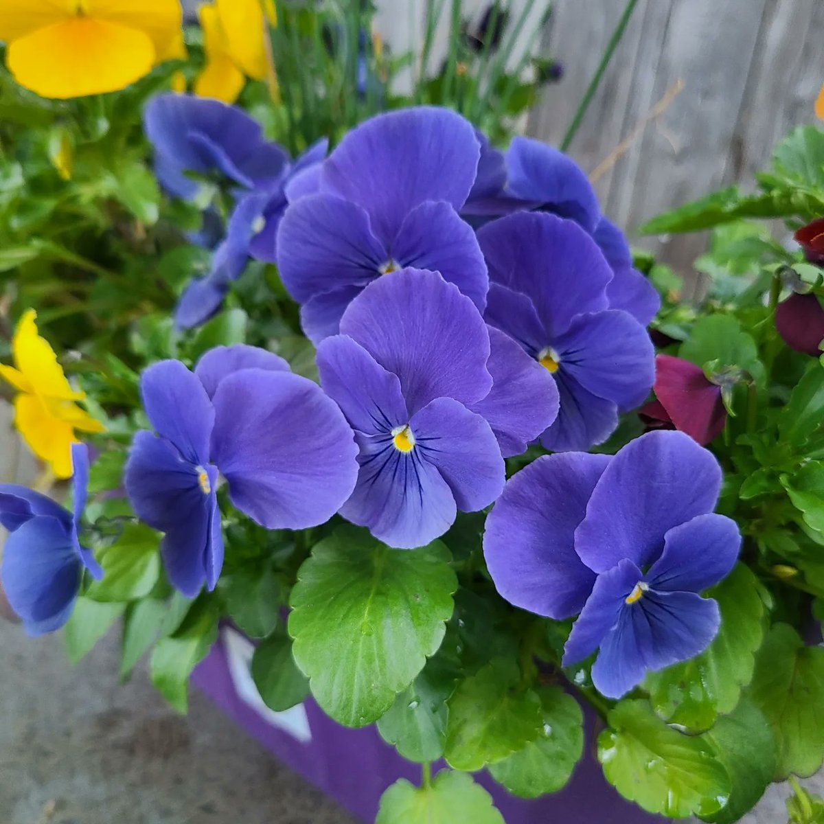 stephgray88's tweet photo. Finally got some garden time this weekend and it's very slowly taking shape. Check out the blue of those #pansies! And I love this #dailysquirrel. If a squirrel can be joyful, it's this kid.
#gooutside #breathe https://t.co/L02g2fqK9F