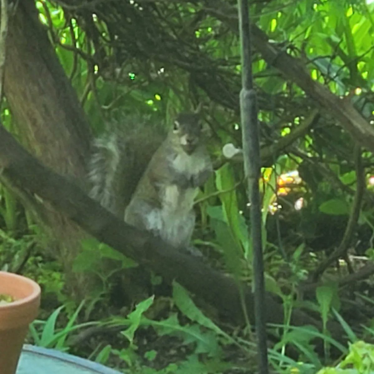 stephgray88's tweet photo. Finally got some garden time this weekend and it's very slowly taking shape. Check out the blue of those #pansies! And I love this #dailysquirrel. If a squirrel can be joyful, it's this kid.
#gooutside #breathe https://t.co/L02g2fqK9F